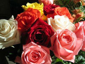 Meet your Posher, Julie